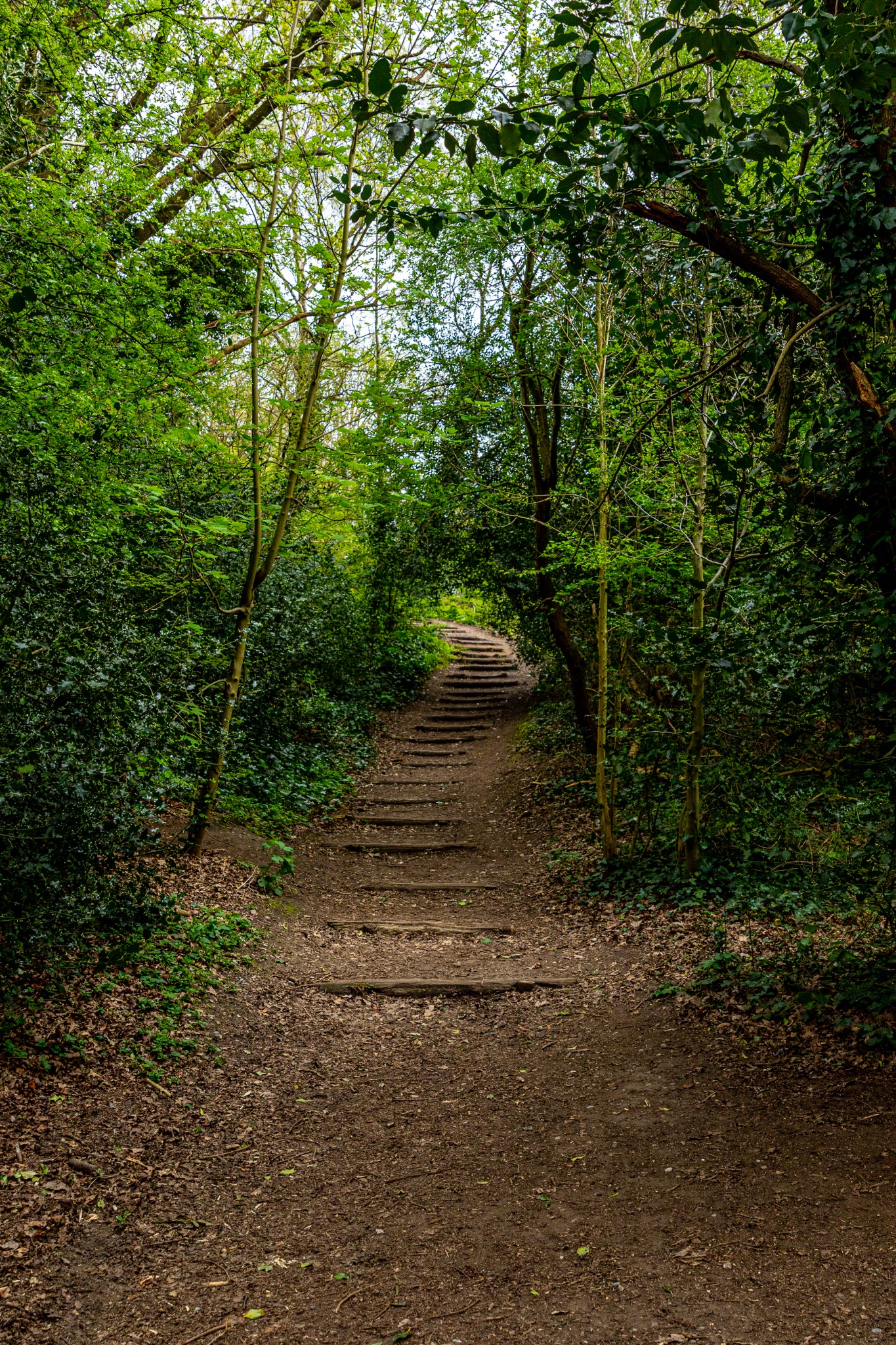 Serene woodland path with rustic wooden steps leading through lush green foliage, inviting a peaceful walk in nature in The Hill Garden and Pergola in London.