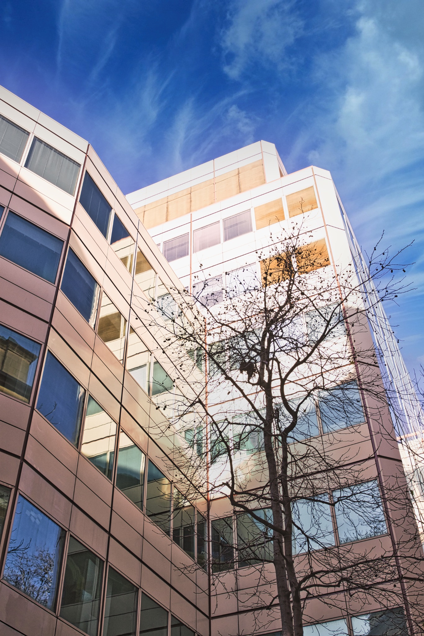 Modern Buildings and Deciduous Tree Under Blue Sky in London, UK.