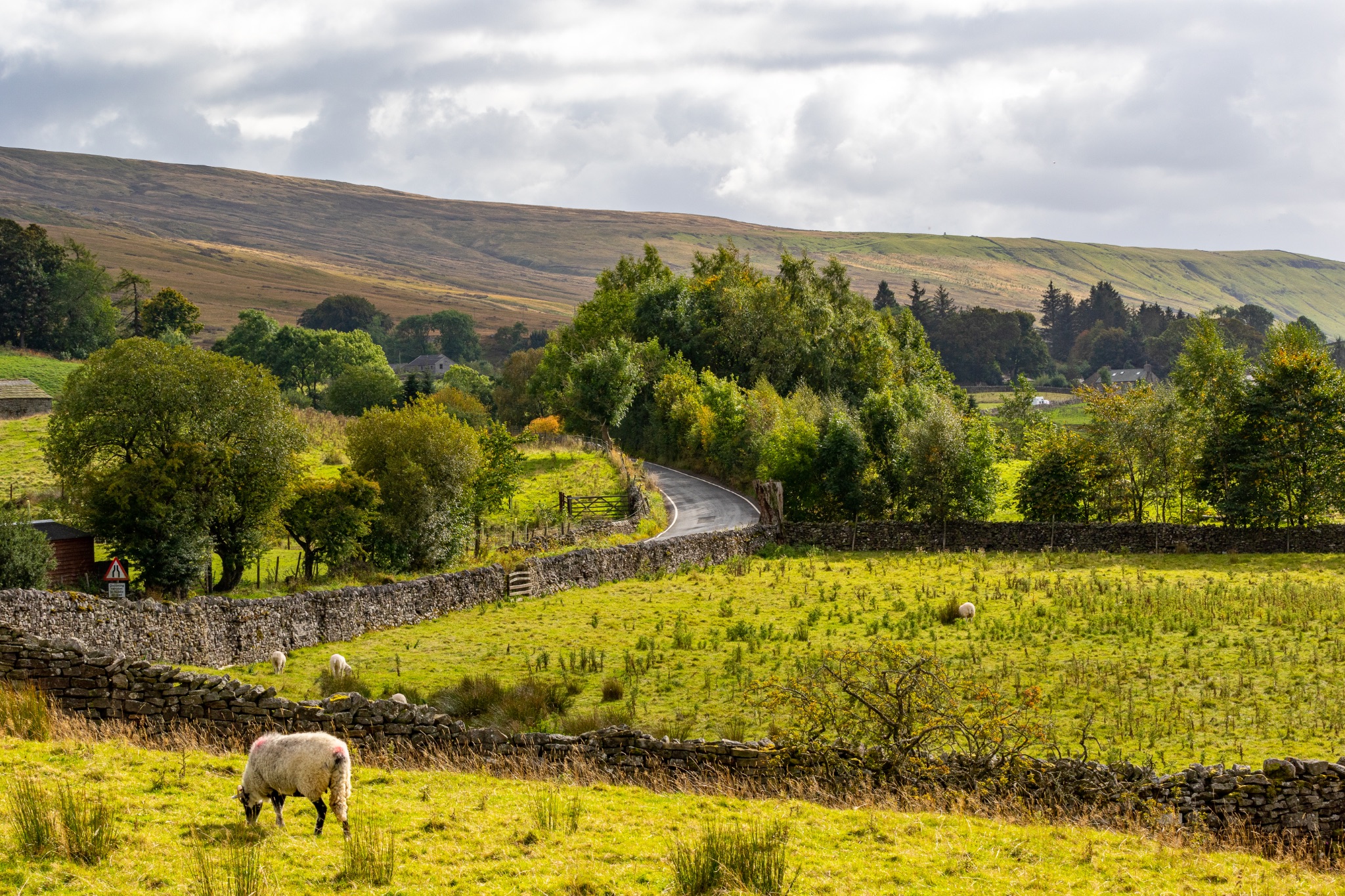 Idyllic countryside landscape with winding road, stone fences, green fields, and a lone sheep under a cloudy sky.