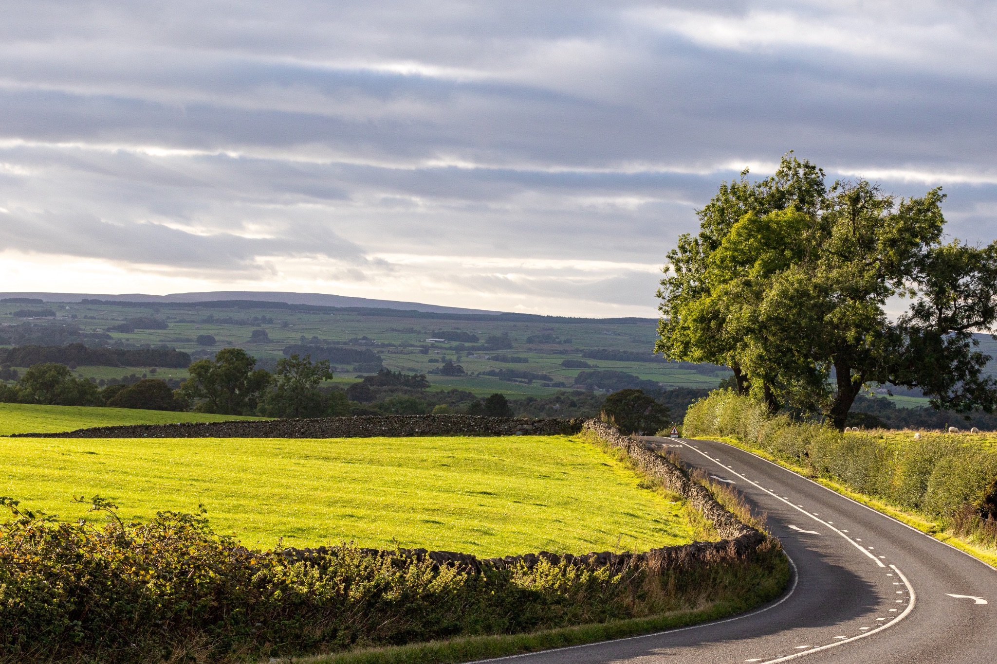 Scenic countryside road with lush green fields and a solitary tree under a cloudy sky.