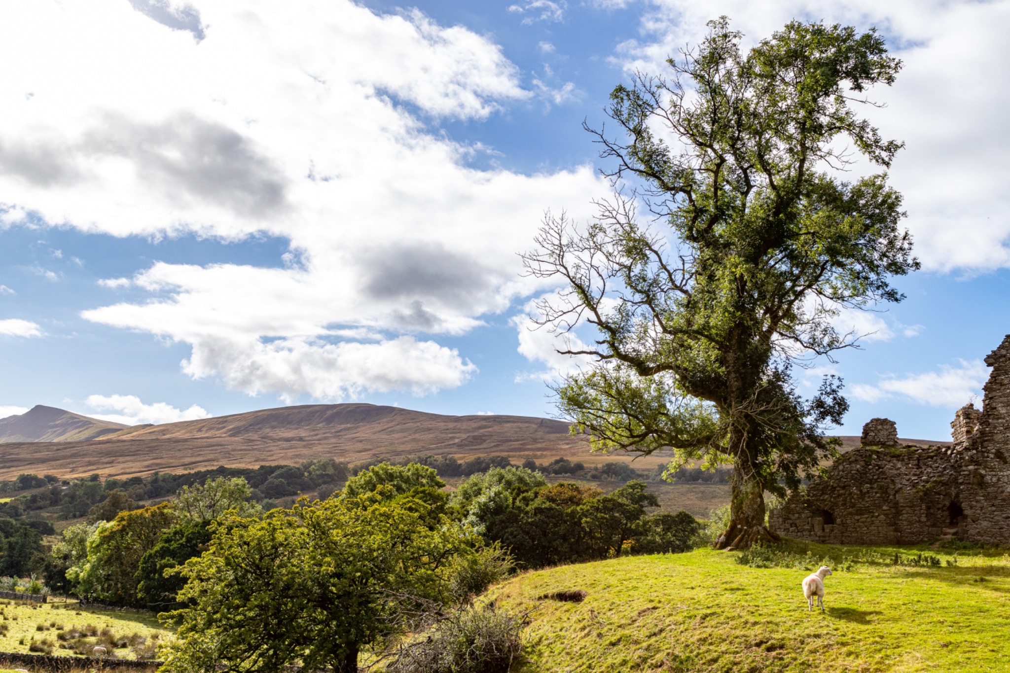 Sunny landscape with an ancient tree and ruins, rolling hills in the background, and a clear blue sky with clouds.