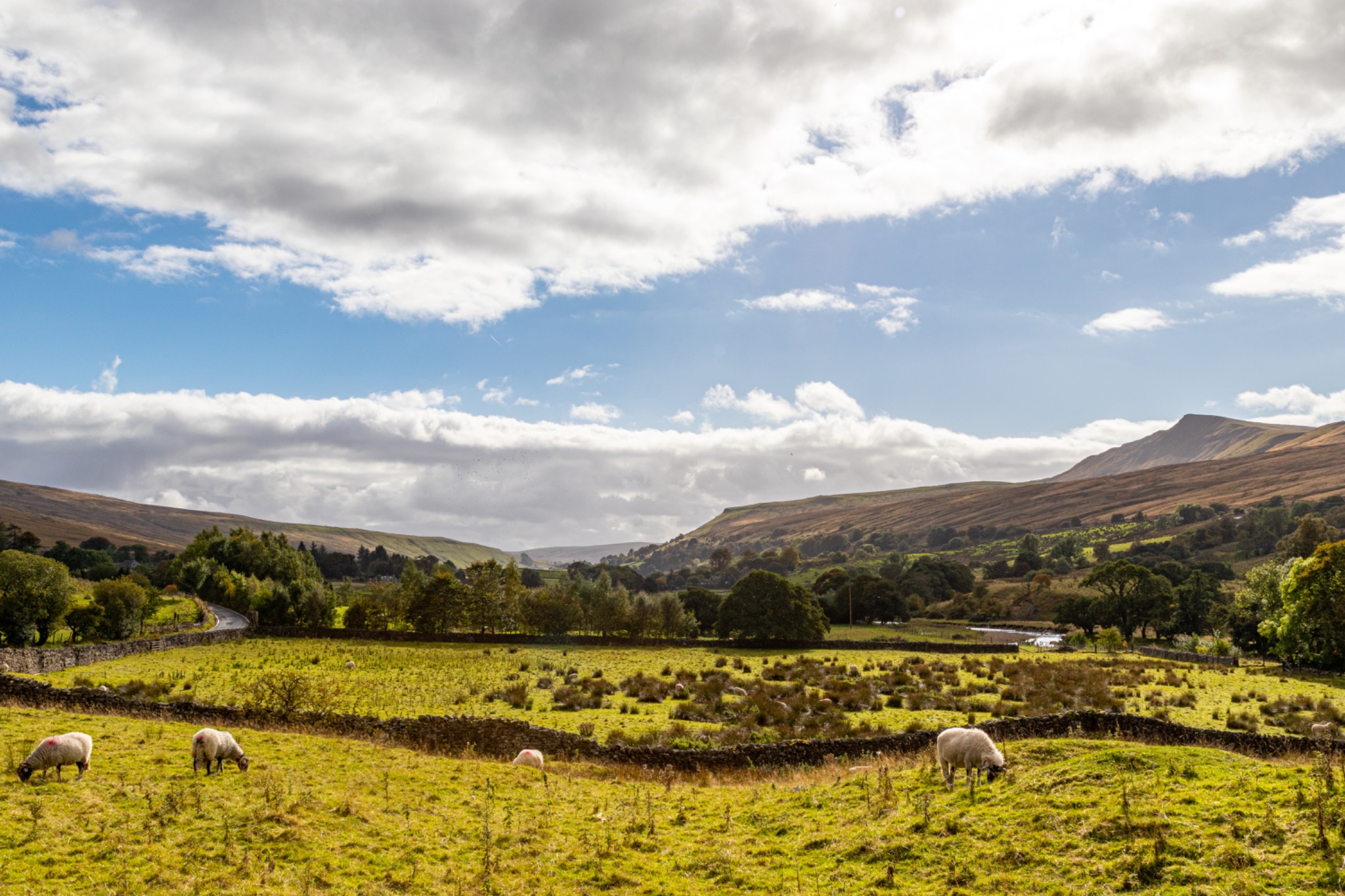 Sheep grazing in a lush green field with stone fences, under a vast sky with fluffy clouds, picturesque rural landscape.
