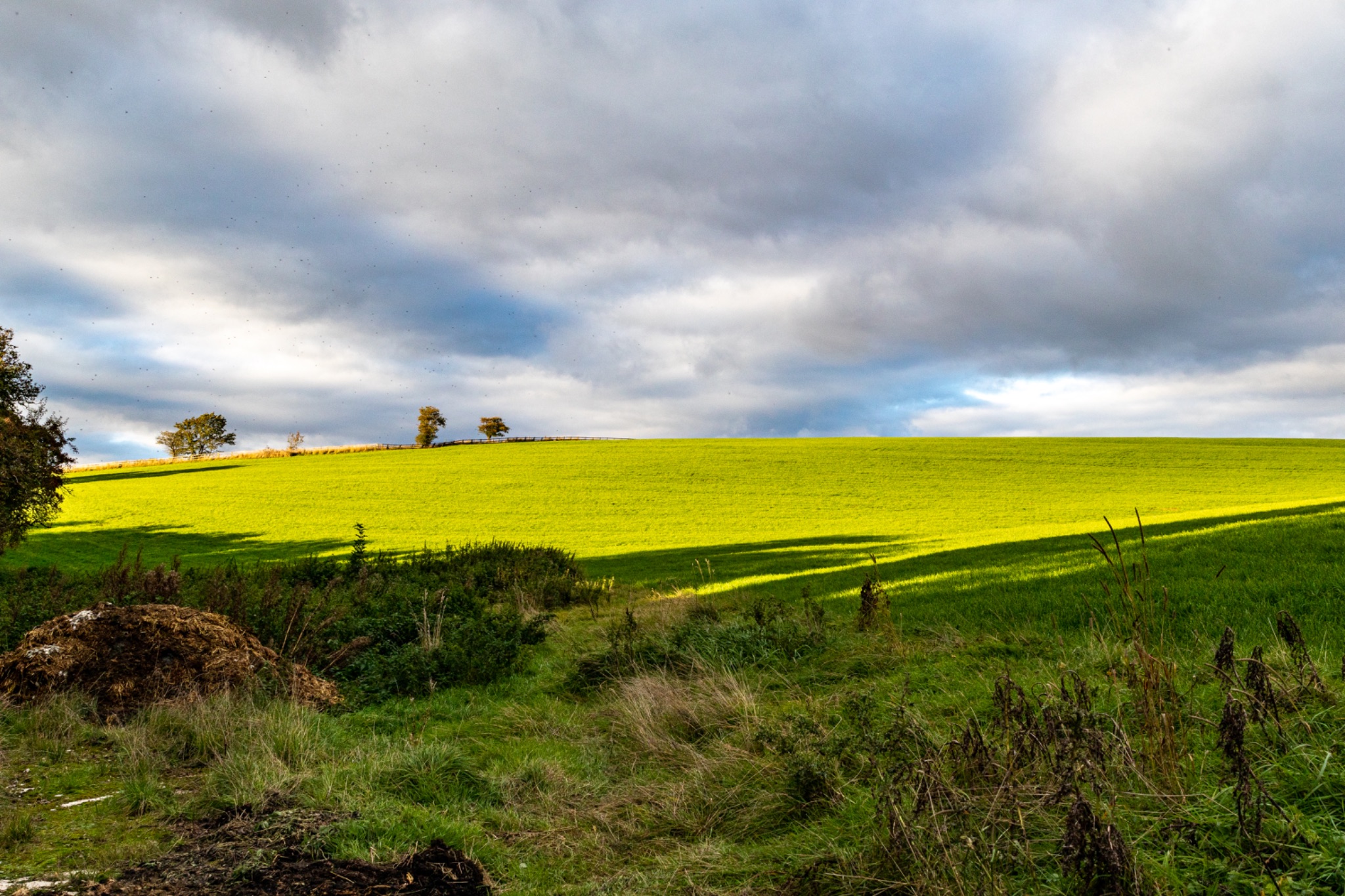 Scenic view of a vibrant yellow rapeseed field under a dramatic cloudy sky.