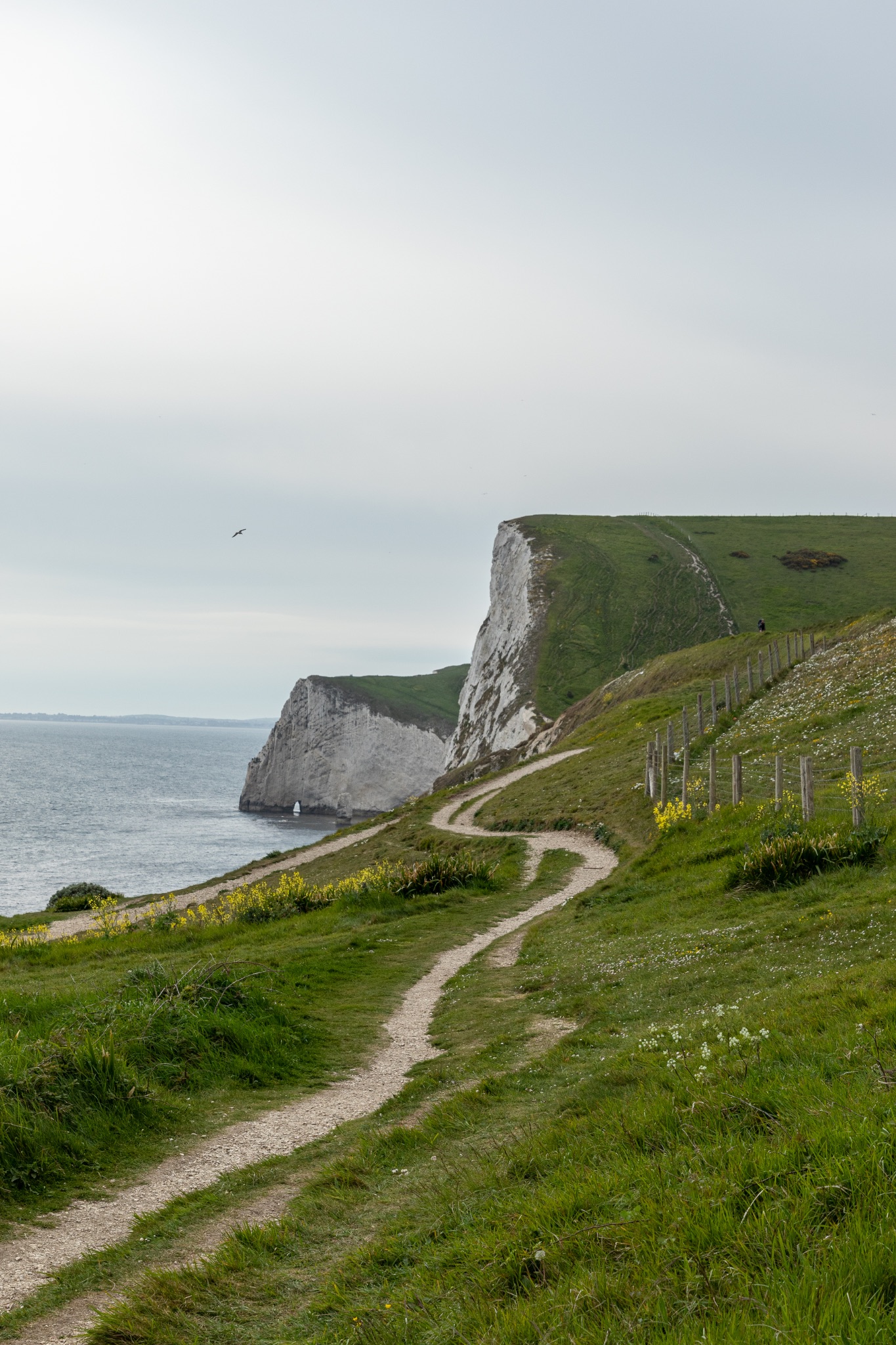 Winding path leading to white chalk cliffs by the sea with green grass under a cloudy sky at Durdle Door, England.