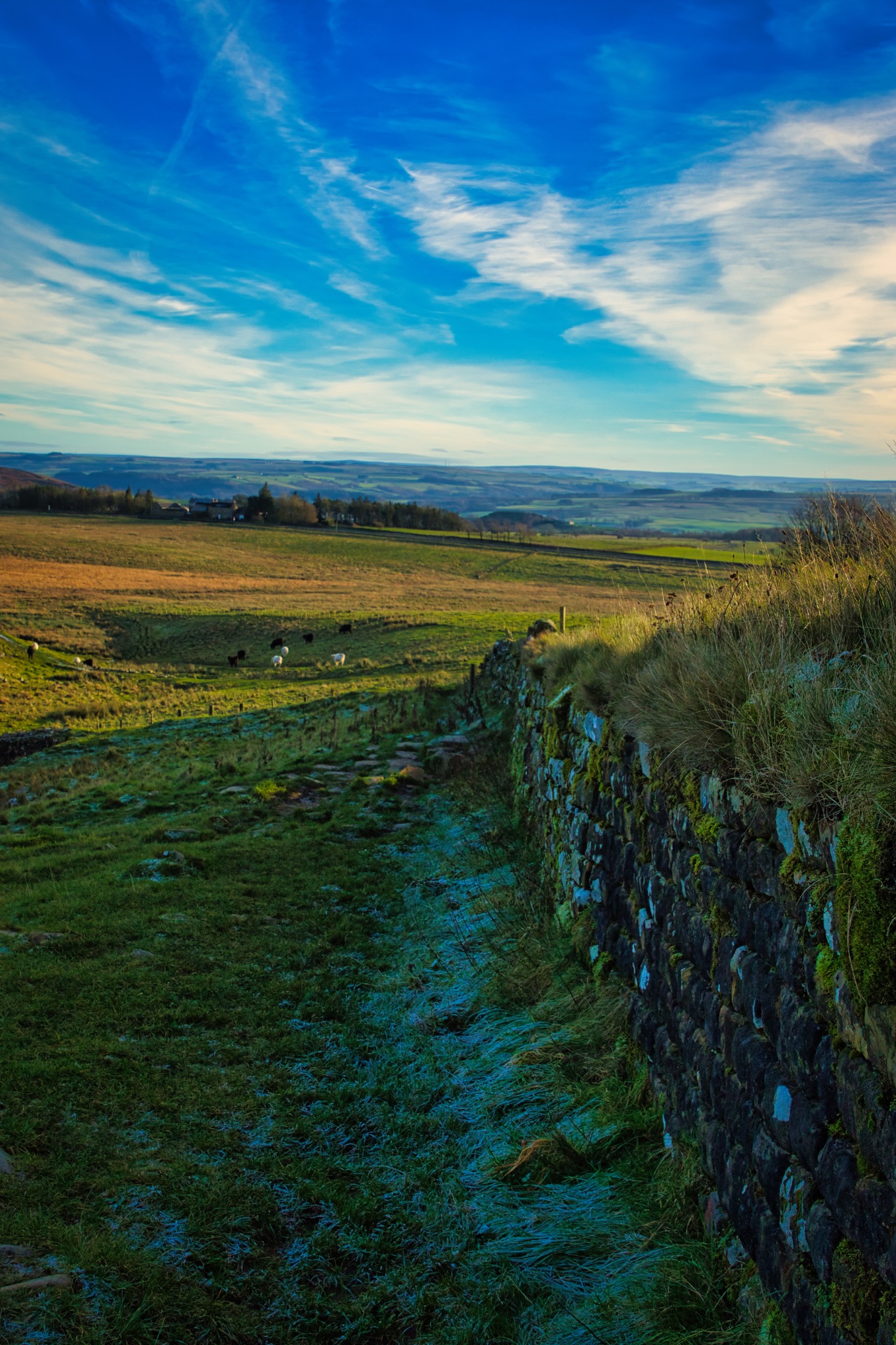 Scenic countryside landscape with a stone wall leading through green fields under a vibrant blue sky with wispy clouds at Sycamore Gap, Northumberland, UK.