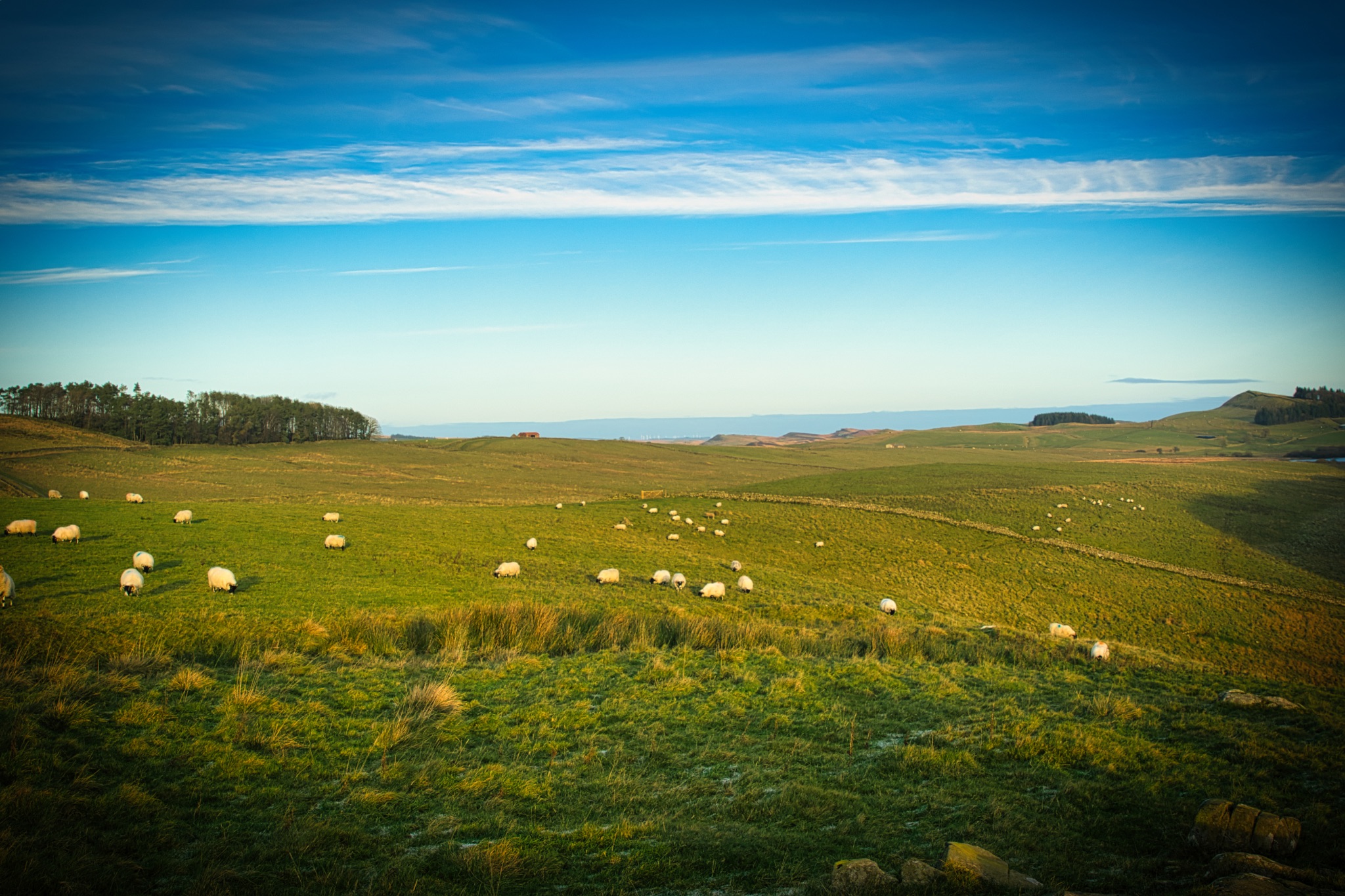 Serene pastoral landscape with sheep grazing on green hills under a blue sky with light clouds at Sycamore Gap, Northumberland, UK.