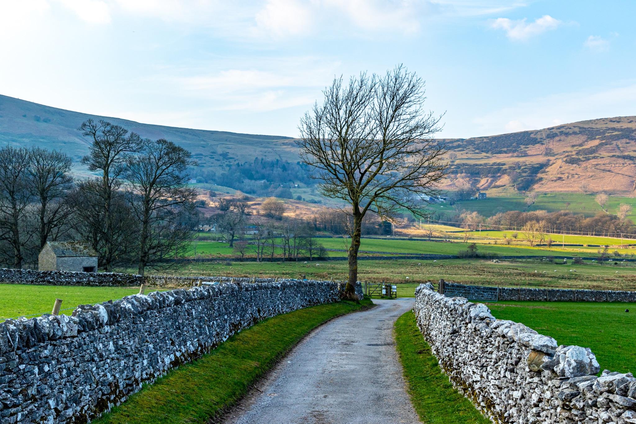 Rural landscape with a single tree beside a path, stone walls, and rolling hills in the background.