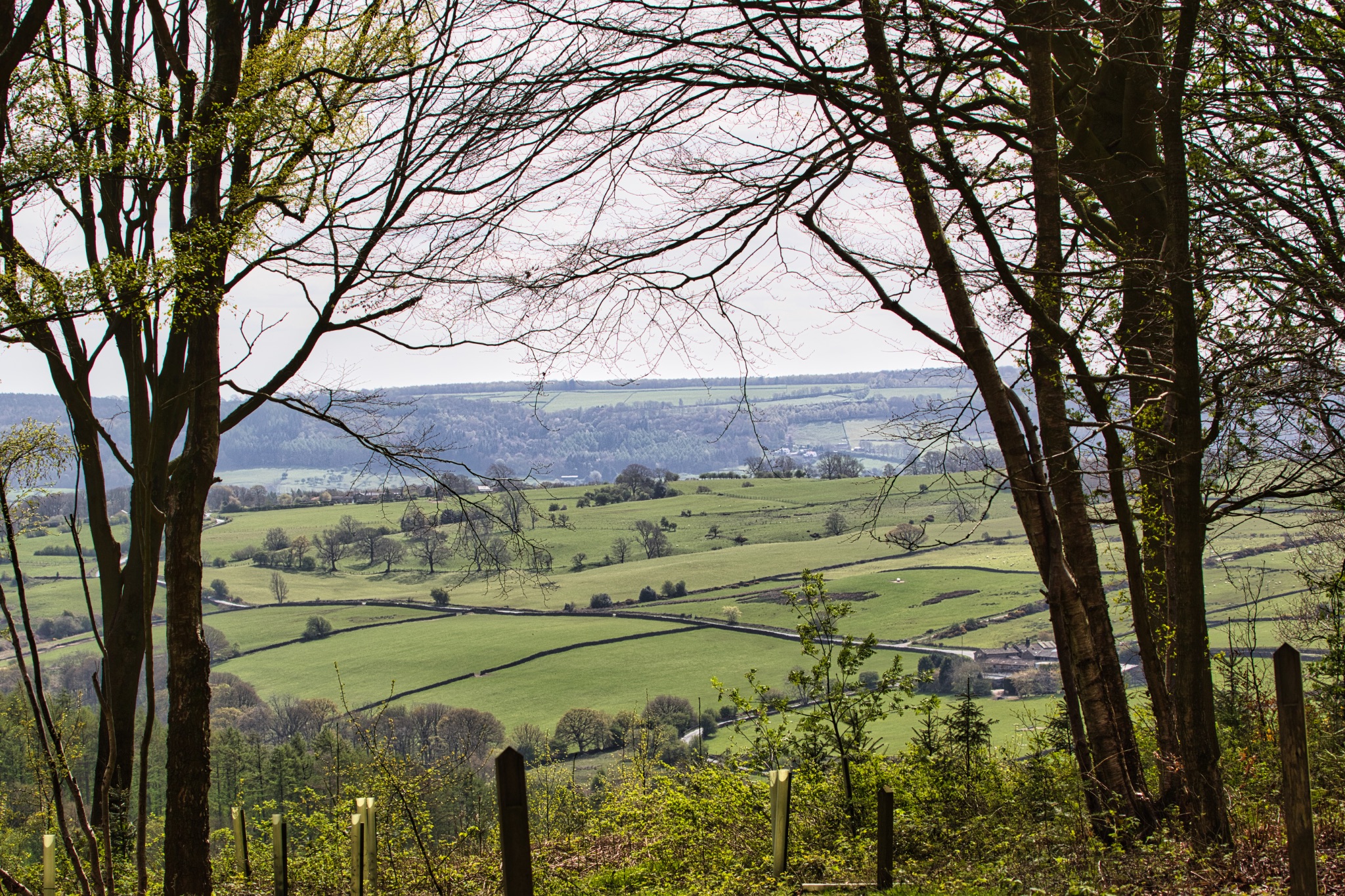Green Countryside Vista